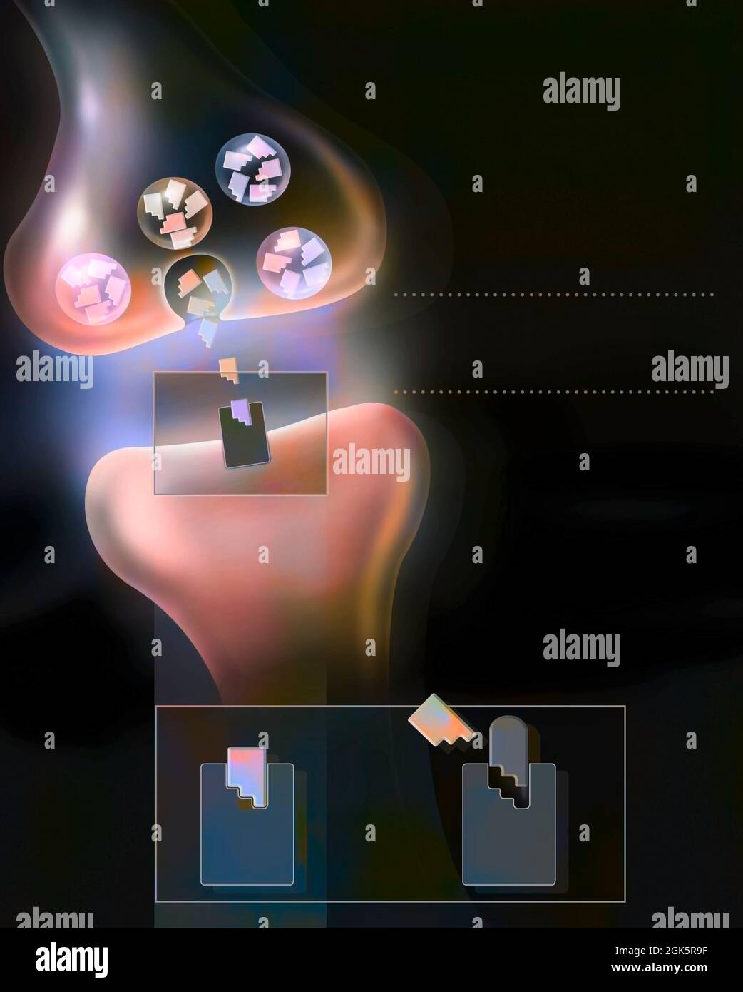 Synaptische Spalte: Übertragung von Nervenimpulsen durch einen Neurotransmitter. Stockfoto