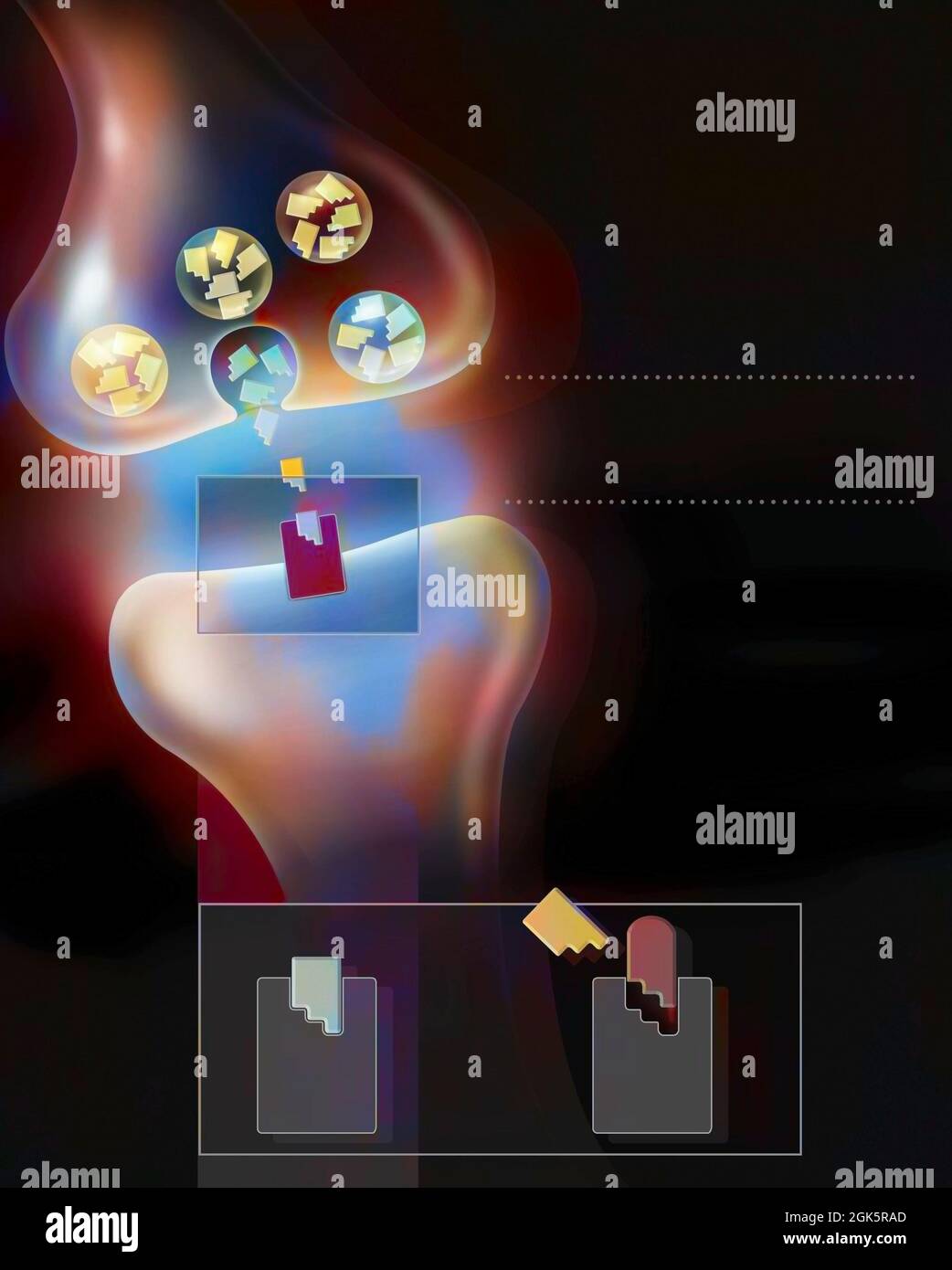 Synaptische Spalte: Übertragung von Nervenimpulsen durch einen Neurotransmitter. Stockfoto
