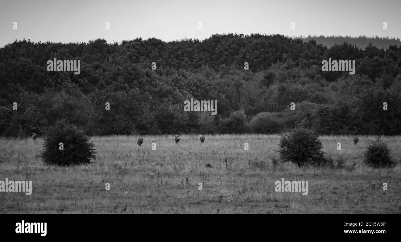 Britische Soldaten der Armee tapten bei einer Militärübung Wiltshire UK über ein Feld in Aktion Stockfoto