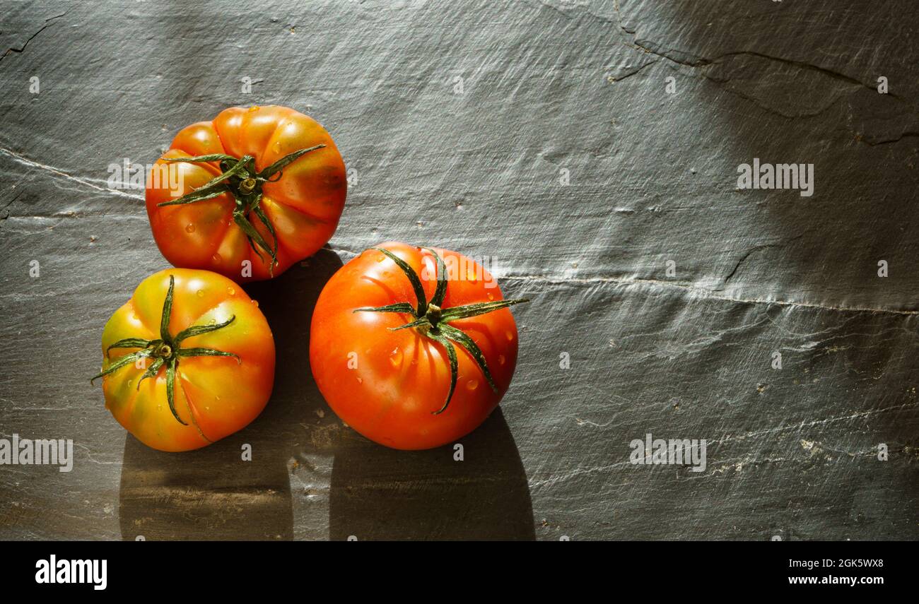 Stillleben mit drei biologisch angebauten Tomaten auf einem dunklen Hintergrund mit Kopierraum rechts vom Bild. Stockfoto