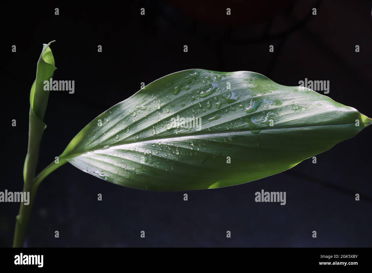 Nahaufnahme einer Kurkuma-Pflanze, die in einem Topf-/Gemüsegarten wächst Stockfoto