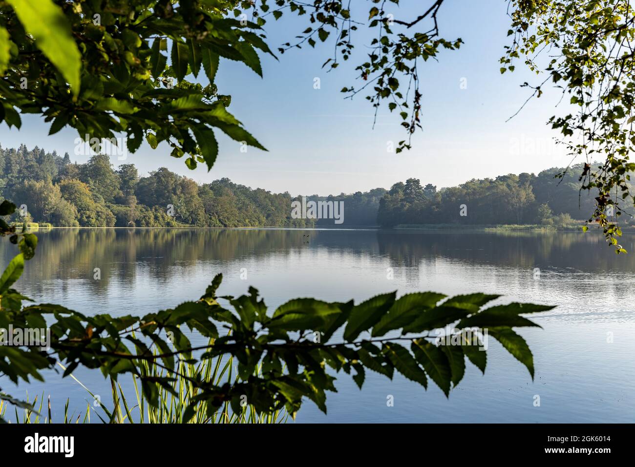 Windsor Great Park at Dawn, London, Großbritannien Stockfoto