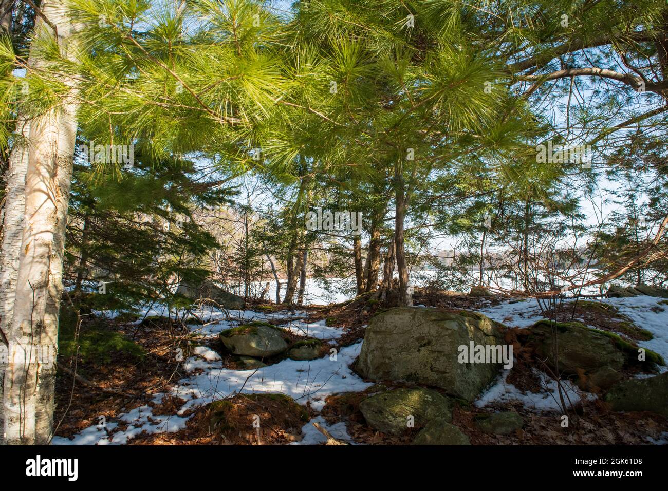 Wandern auf dem transcanada Trail im Winter auf dem Shubie Park-Abschnitt entlang des Lake charles Stockfoto