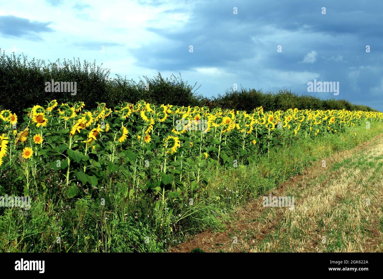 Sonnenblumen, Helianthus annuus, in Drift, Rand des landwirtschaftlichen Feldes, Norfolk, England Stockfoto