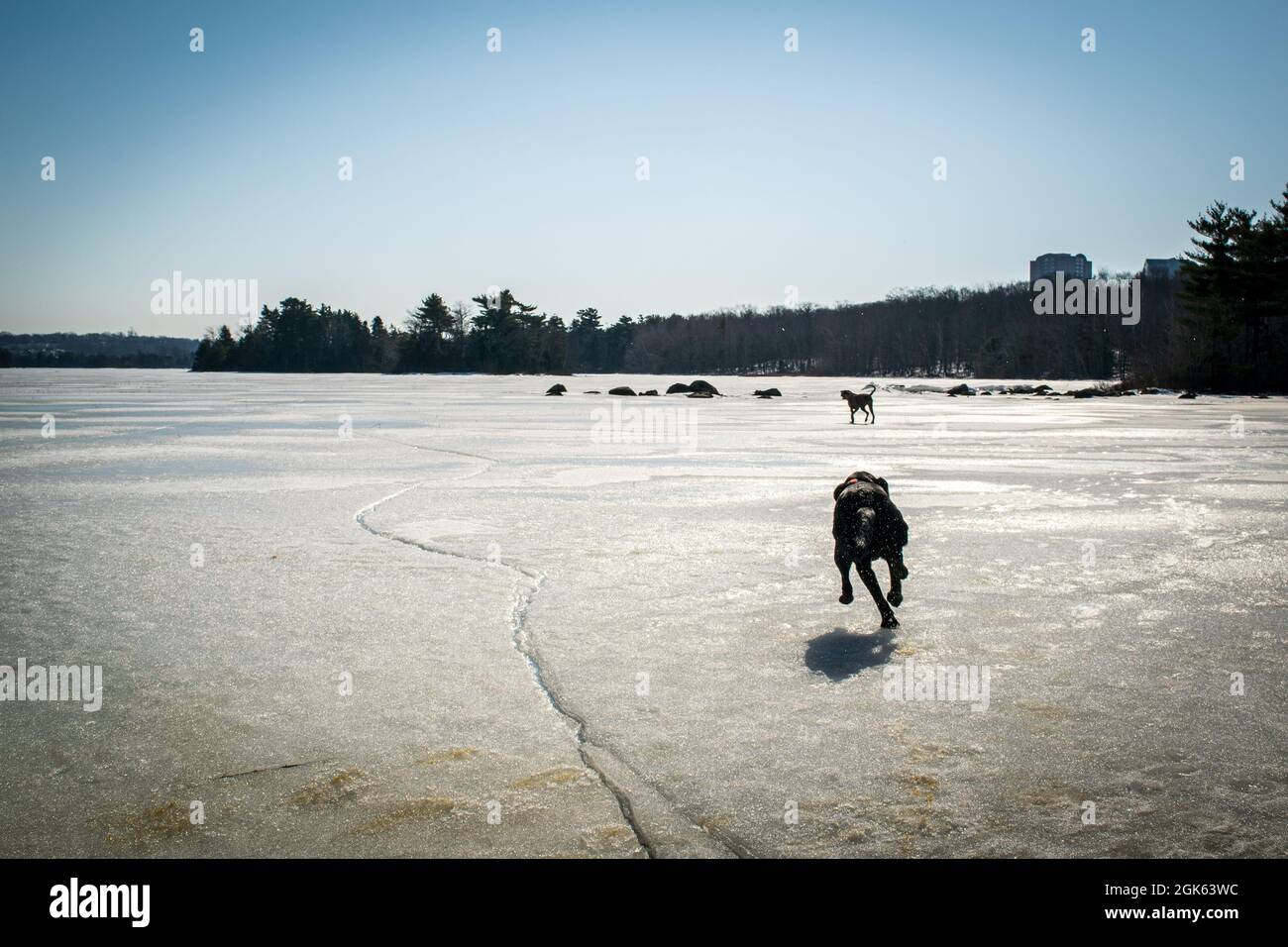 Ein Paar Hunde, die im Winter auf dem gefrorenen Lake Micmac herumlaufen Stockfoto