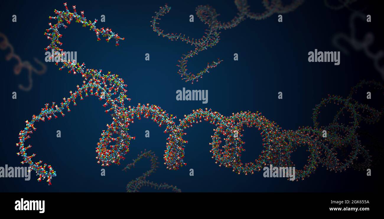 Ribonukleinsäure Kette, aus der die Desoxyribonukleinsäure oder DNA Ist zusammengesetzt - 3d-Illustration Stockfoto