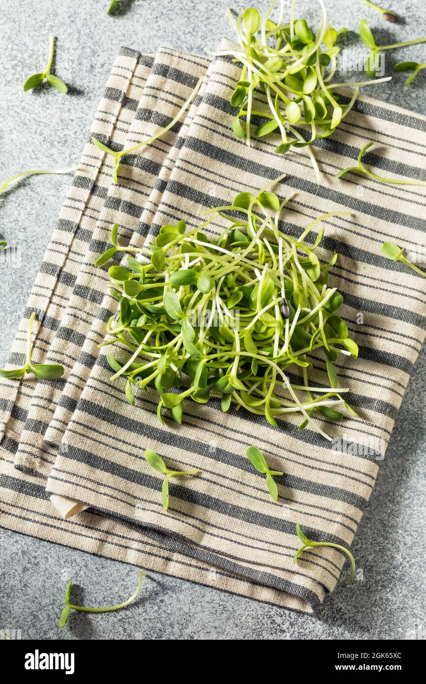 RAW Green Organic Sonnenblume sprießt in einem Bund Stockfoto