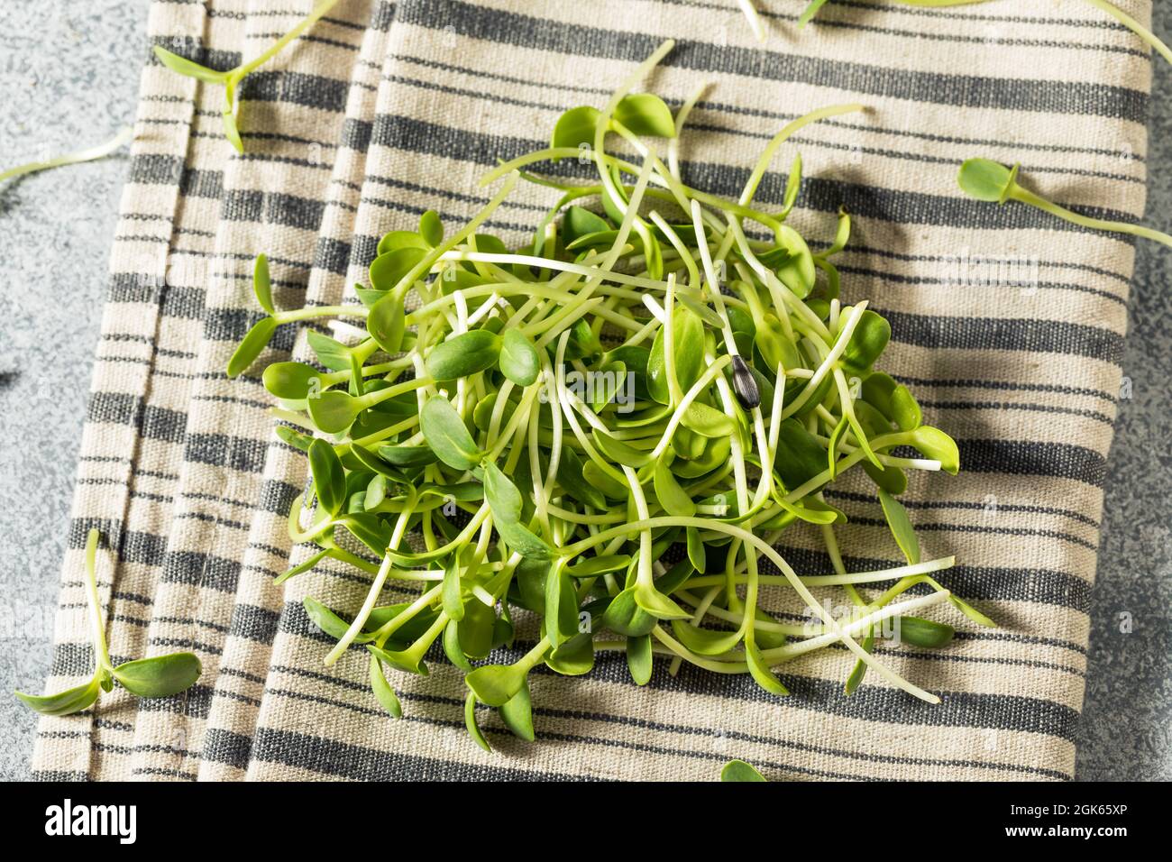 RAW Green Organic Sonnenblume sprießt in einem Bund Stockfoto