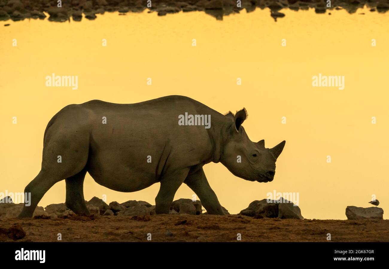 Black Rhinoceros bei Sonnenuntergang an einem Wasserloch im Norden Namibias Stockfoto