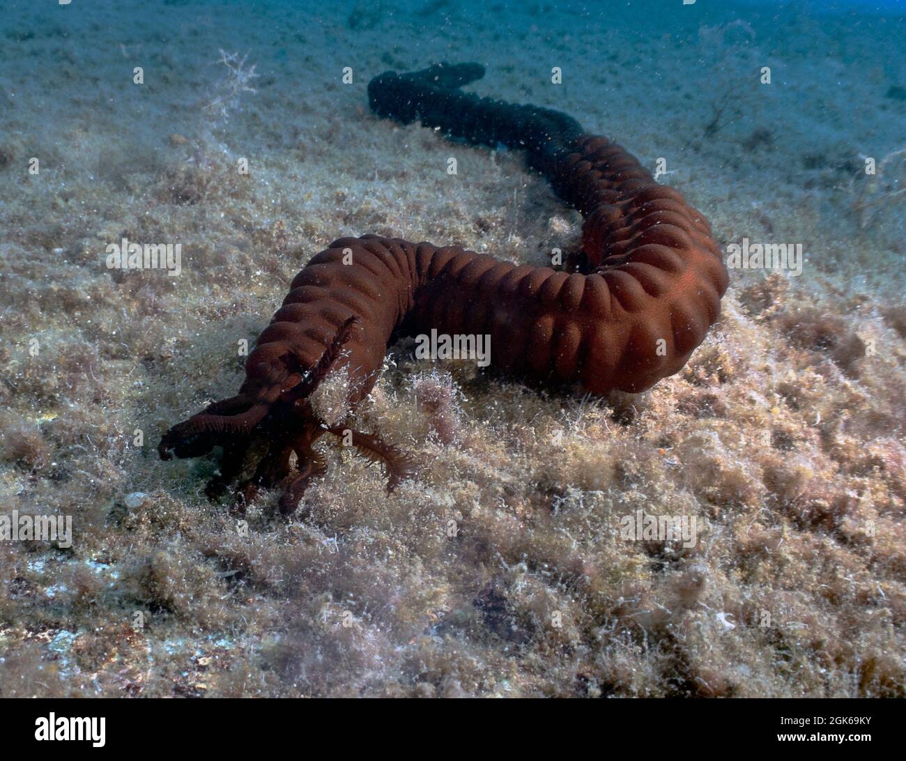 Die Synaptula-Seegurke wurde erst 1986 im Mittelmeer entdeckt. Dieses Exemplar wurde in Zypern gefunden. Stockfoto