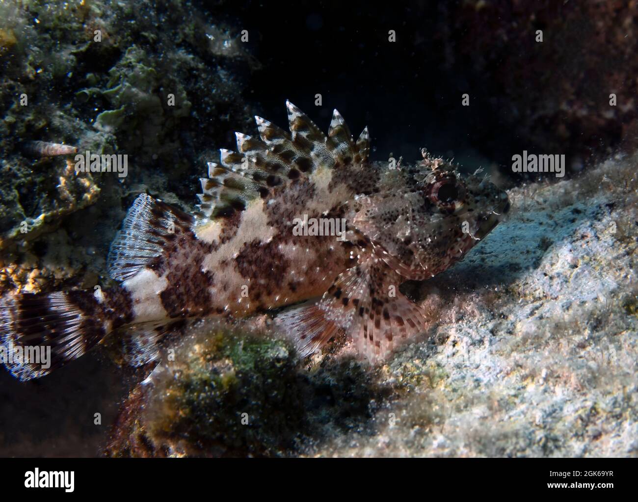 Nahaufnahme eines schwarzen Skorpionfisches (Scorpaena porcus) Im Mittelmeer Stockfoto