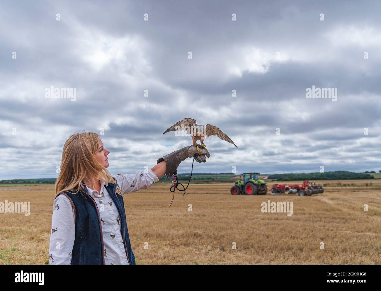 Eine junge blonde Falknerin mit einem Kestrel, die an Falkentagen eine beliebte Attraktion ist Stockfoto