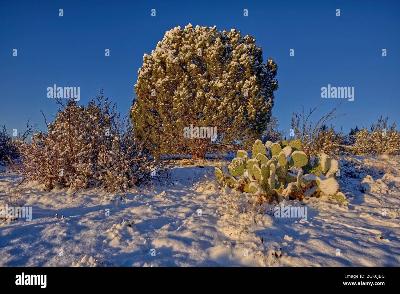 Kakteen und Wacholder im Winter. Eine Gruppe von Kakteen aus stacheliger Birne und ein großer Wacholderbaum, der von einem Wintersturm im Chino Valley AZ bedeckt wurde. Stockfoto