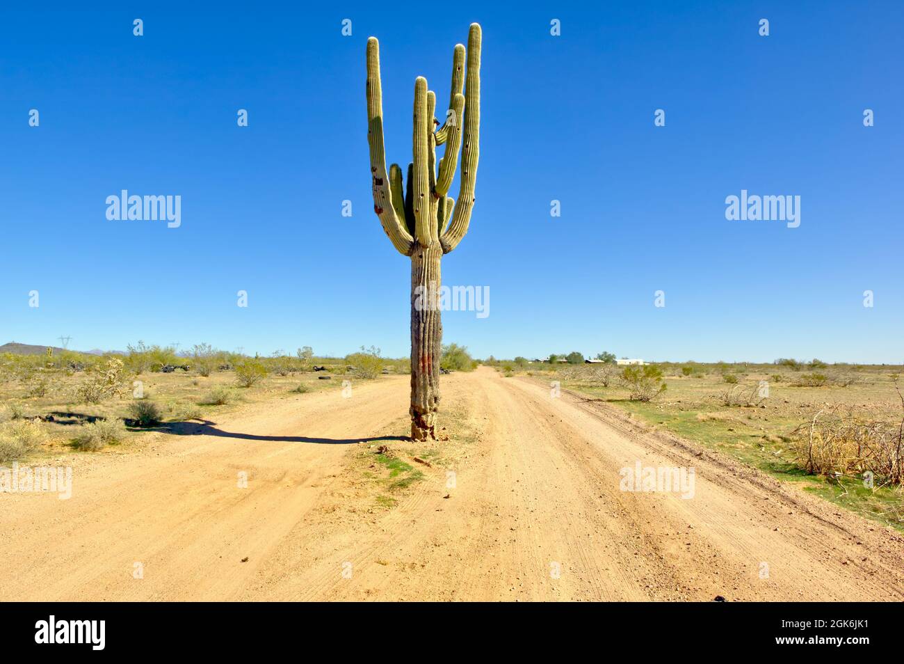 Eine abgelegene Straße in Arizona mit einem Saguaro Kaktus, der in der Mitte wächst. Stockfoto