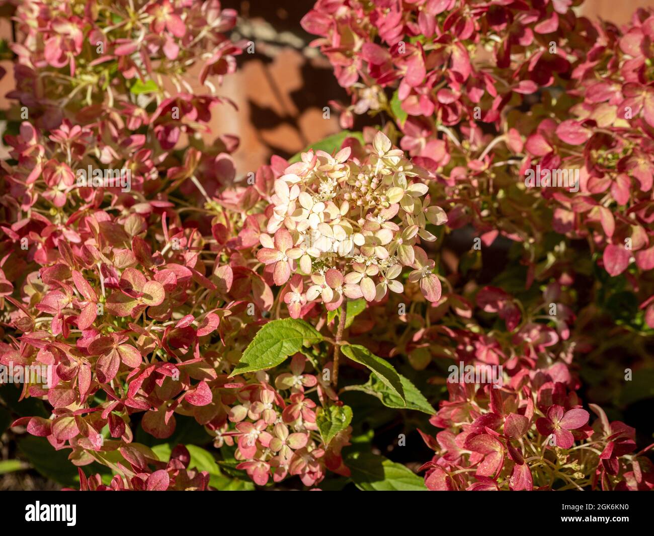 Rosa Blüten der Hydrangea 'Little Lime', die in einem britischen Garten wächst Stockfoto