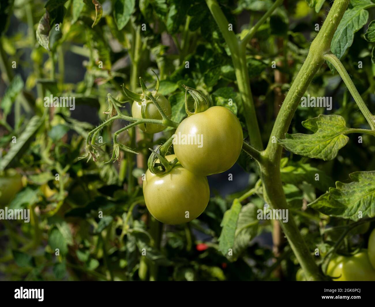 Tomatenpflanzen mit grünen Früchten wachsen in einem Gewächshaus in einer britischen Zuteilung. Stockfoto