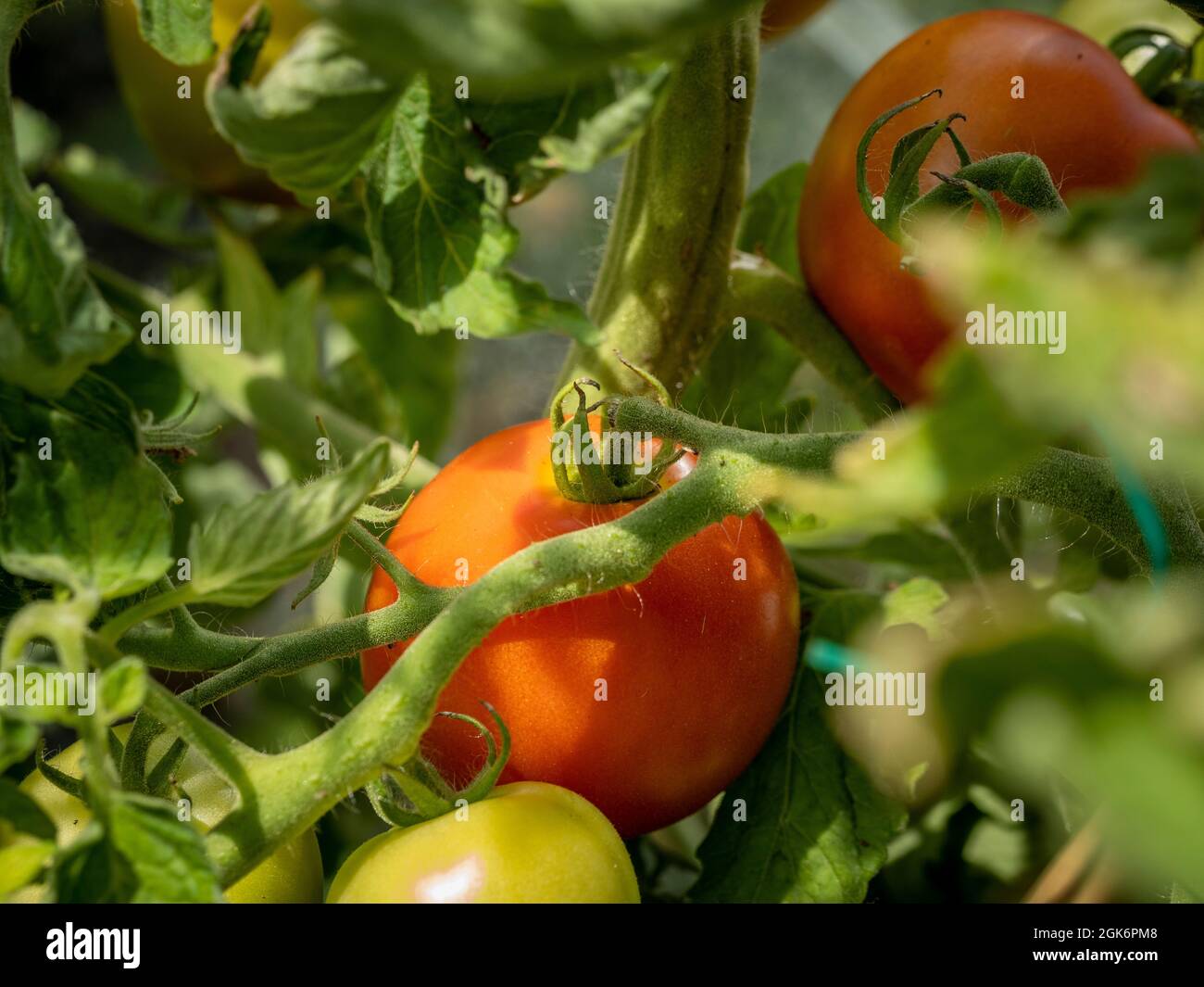 Tomaten reifen auf der Vide in einem Gewächshaus in einer britischen Zuteilung Stockfoto
