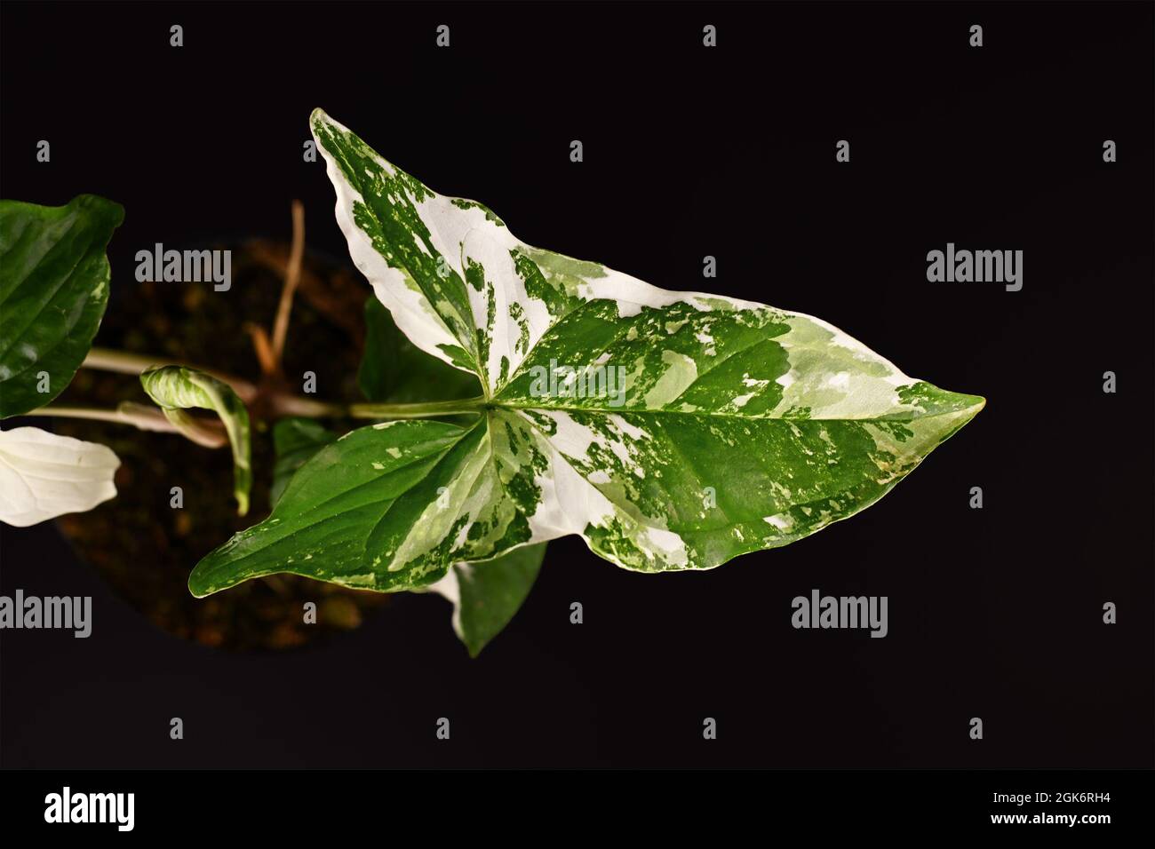 Schönes Blatt exotischer 'Syngonium Podophyllum Variegata'-Zimmerpflanze mit weißen Flecken auf schwarzem Hintergrund Stockfoto