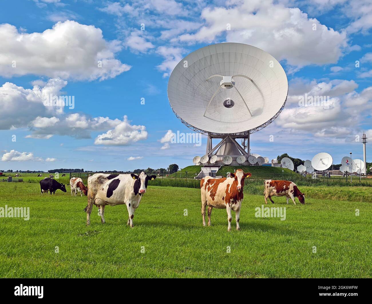 Kühe auf der Wiese an großen Dish-Empfängern für die Satellitenkommunikation in Burum, Niederlande Stockfoto