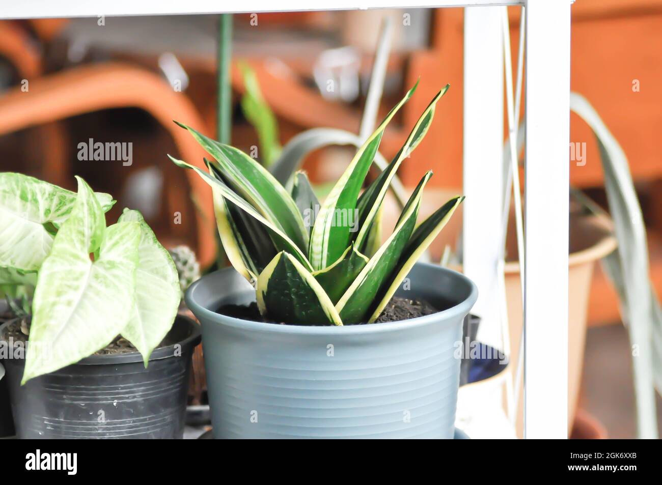 Sansevieria trifasciata Prain, Schlangenpflanze oder Mutter in Gesetzen Zunge und Pfeilspitze Rebe Pflanze Stockfoto