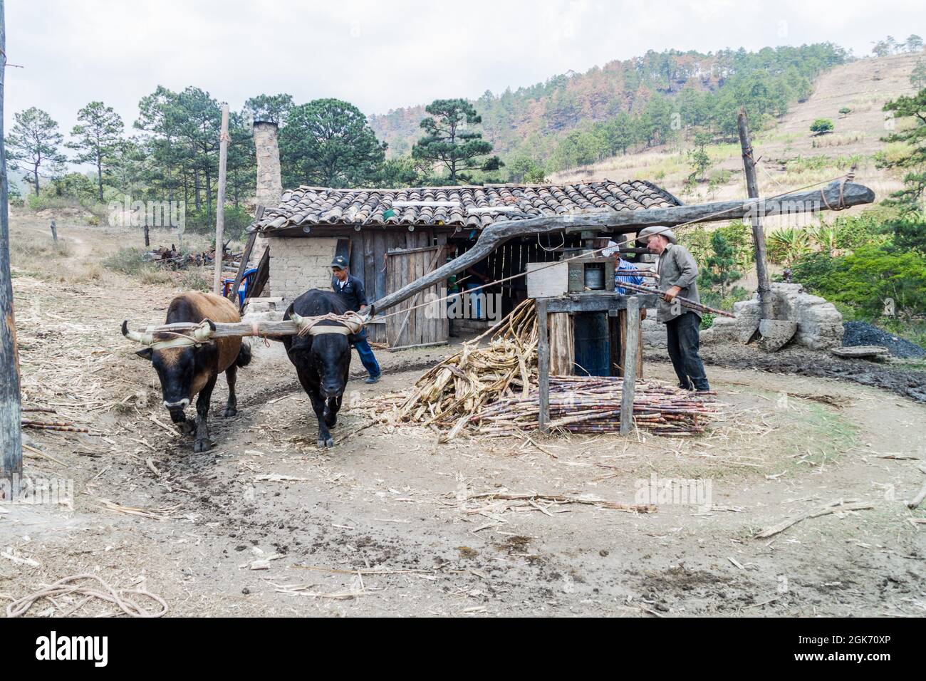 LA CAMPA, HONDURAS - 14. APRIL 2016: Kleine ländliche Siedlung mit einer tierbetriebenen Zuckerrohrpresse. Stockfoto