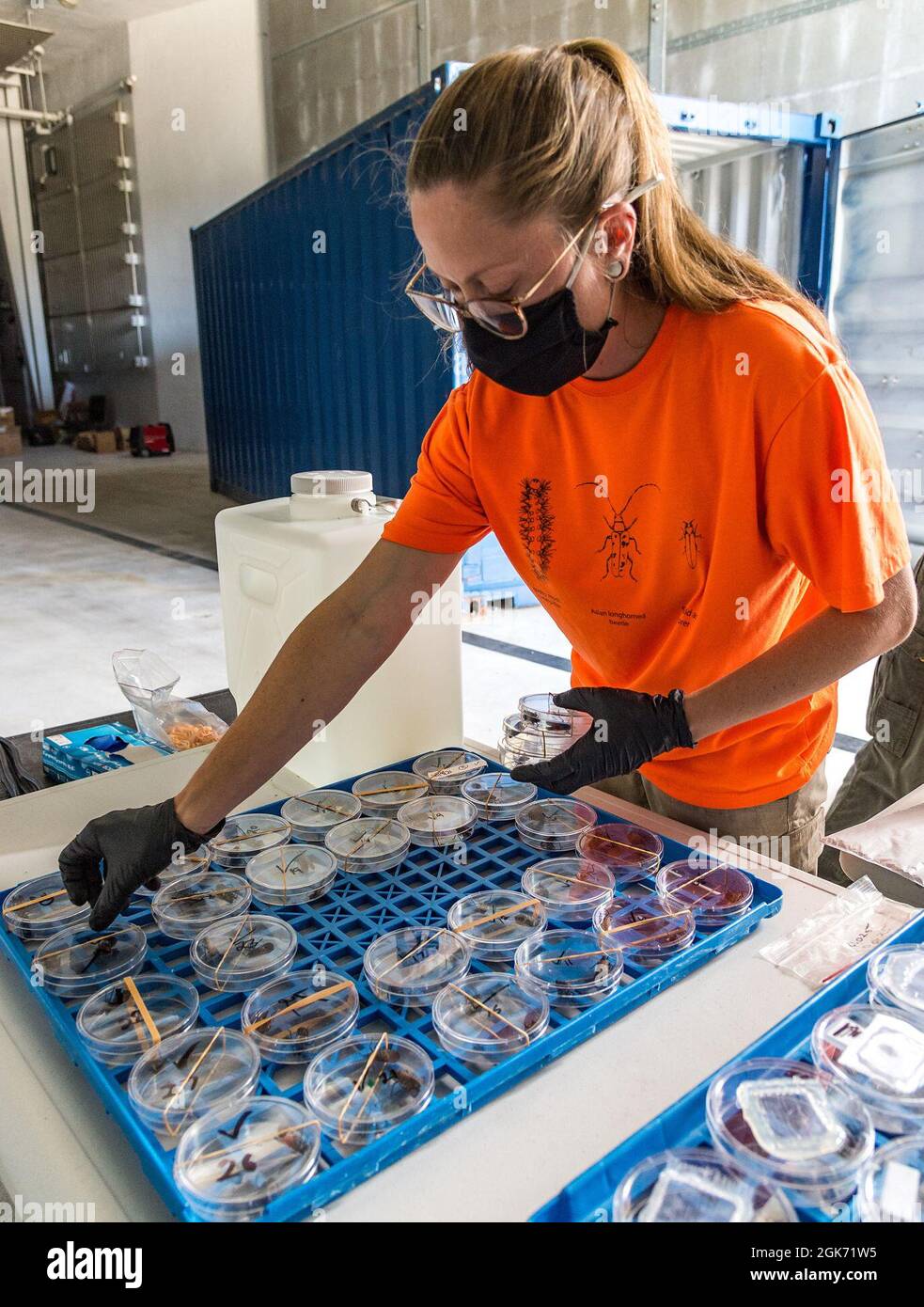 Emily Wallis, Laborantin des US-Landwirtschaftsministeriums für biologische Wissenschaft, arrangiert Petrischalen mit Spotted Lanternflies auf dem Luftwaffenstützpunkt Dover, Delaware, 19. August 2021. Während der Experimente wurden die Insekten drei verschiedenen Insektiziden ausgesetzt, um ihre Wirksamkeit zu testen. Stockfoto