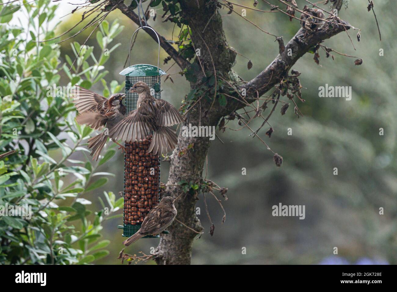 Halten Sie Sperlinge (Passer domesticus) auf einem Futterhäuschen Stockfoto