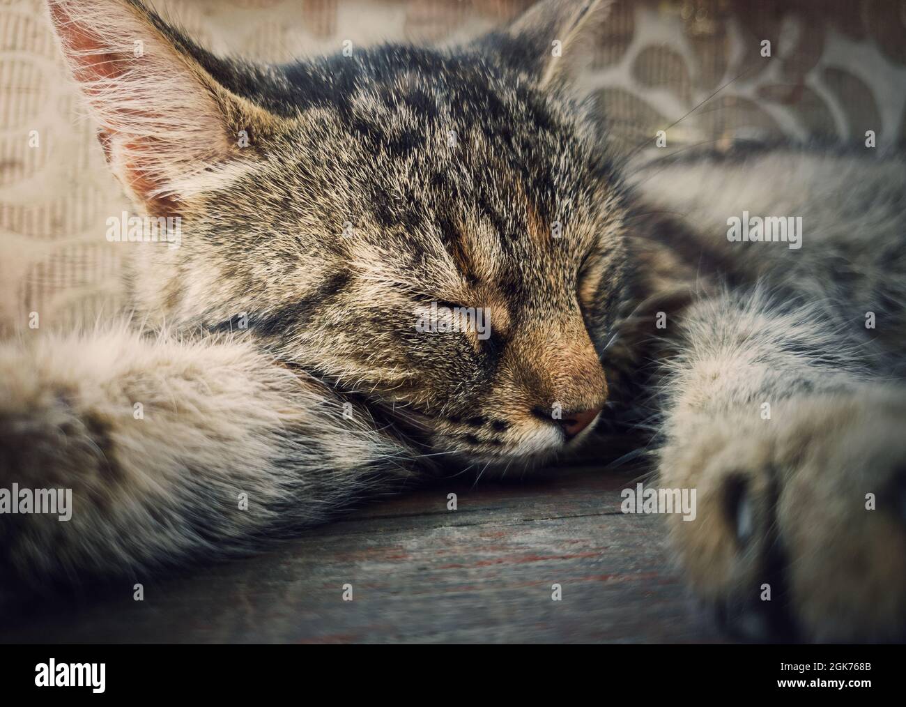 Schlafende Katze Nahaufnahme Porträt. Niedliche braun gestreifte Kätzchen machen ein Nickerchen. Schöner und fauler Kater, der sich ausruhte, lag mit geschlossenen Augen Stockfoto