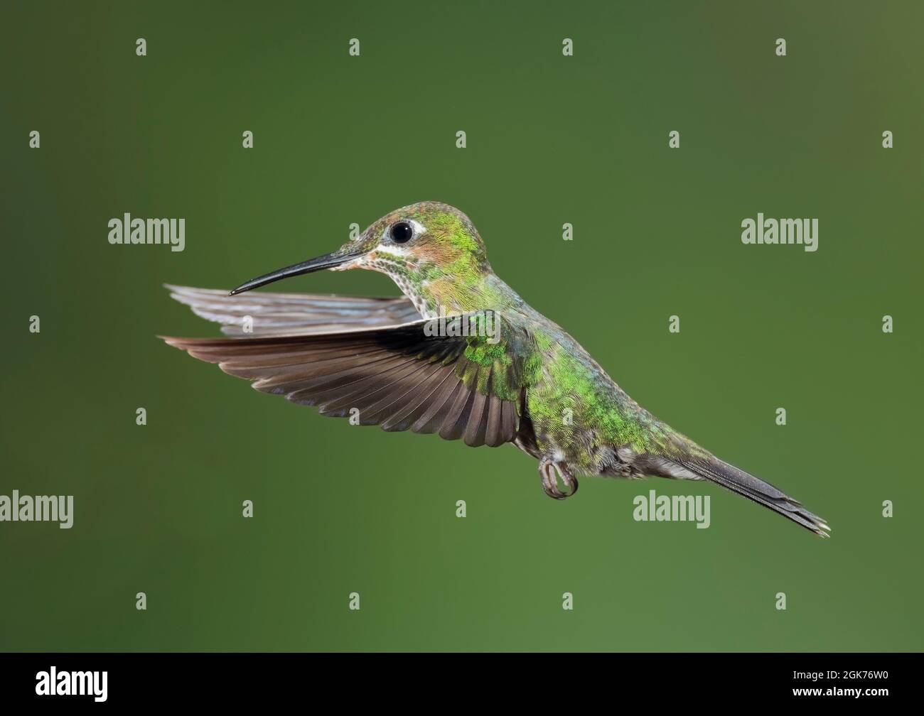 Weibliche, grün gekrönte Kolibri (Heliodoxa jacula); schwebend, Costa Rica Stockfoto