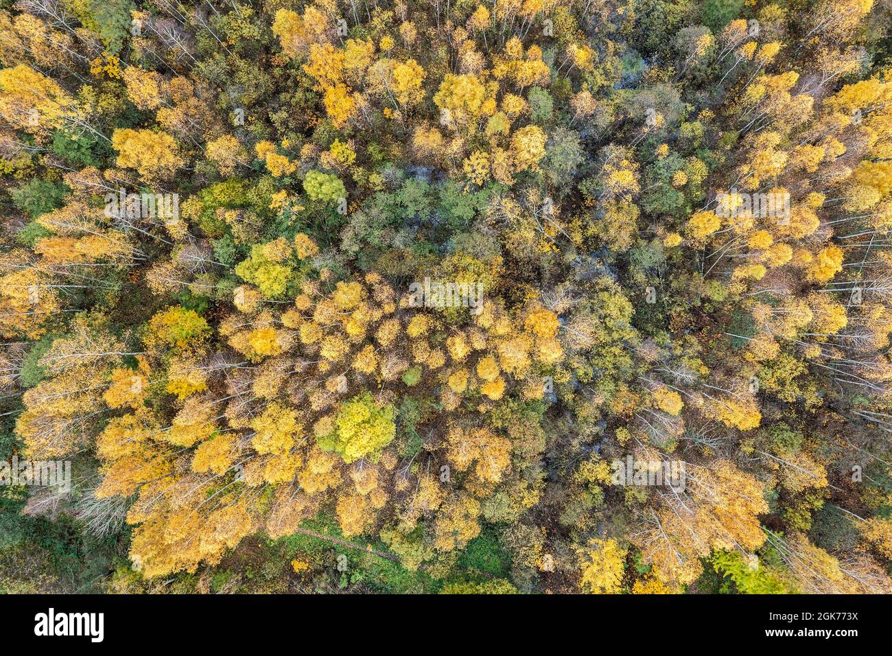 Bunte Herbst Laubwald, Ansicht Form oben. Helle Natur Hintergrund. Herbstsaison. Stockfoto