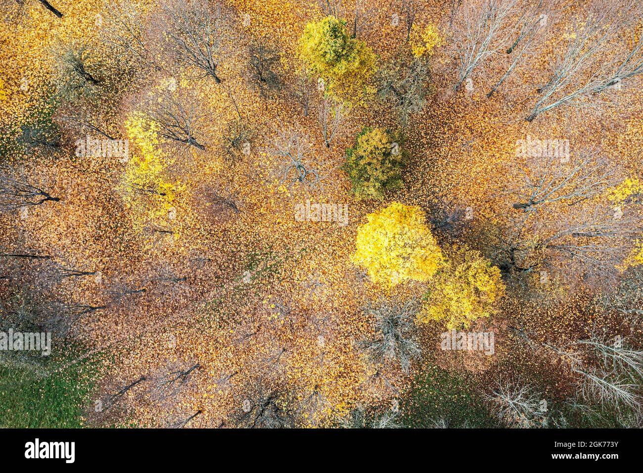 Luftaufnahme von oben nach unten des Herbstwaldes mit gelben Bäumen und heruntergefallener orangefarbener Laub auf dem Boden Stockfoto