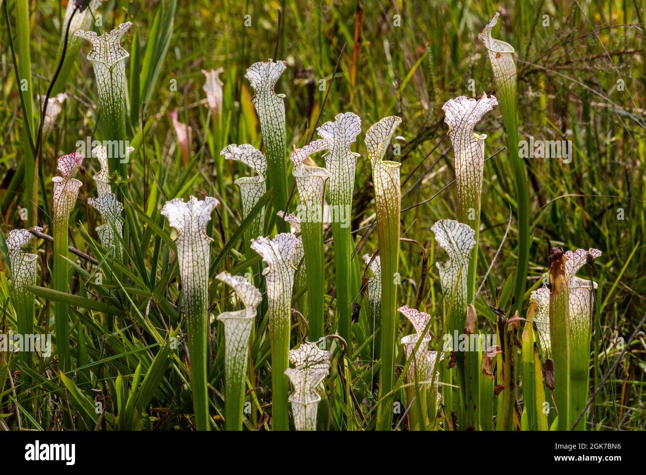 Fleischfressende Krug-Pflanzen, die am 9. September 2021 im Weeks Bay Pitcher Plant Bog in Alabama wachsen. Stockfoto