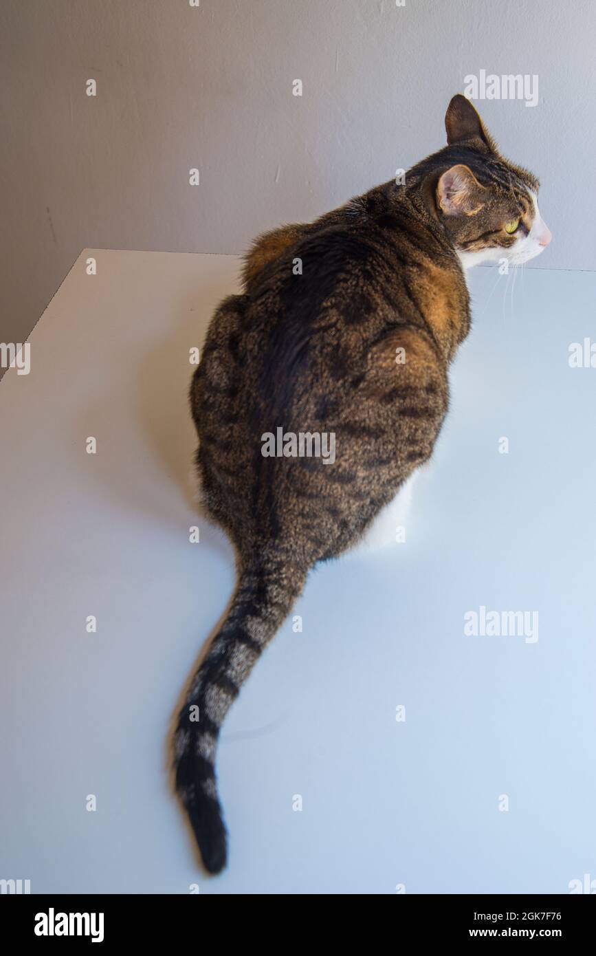 Tabby und weiße Katze. Stockfoto