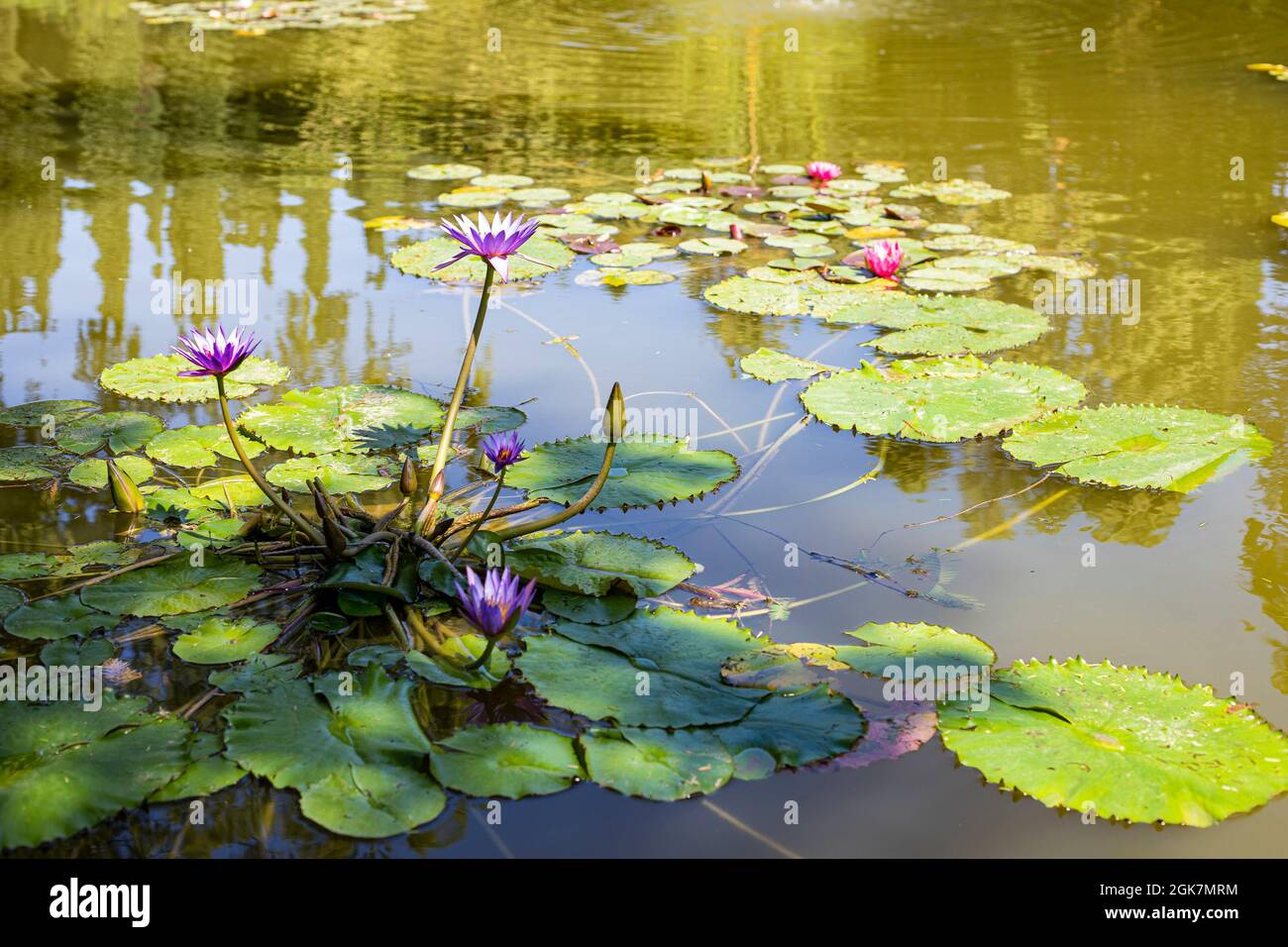 Blaue Seerose (Nymphaeaceae) blüht im Sigurtà Garden Park, Valeggio sul Mincio, Venetien, Italien. Stockfoto