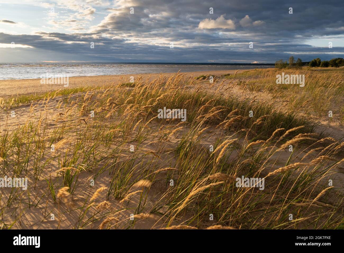 Strand trockenes Gras, Schilf, Stiele, die bei Sonnenuntergang am Strand auf den Wind wehen. Herbstsaison Stockfoto