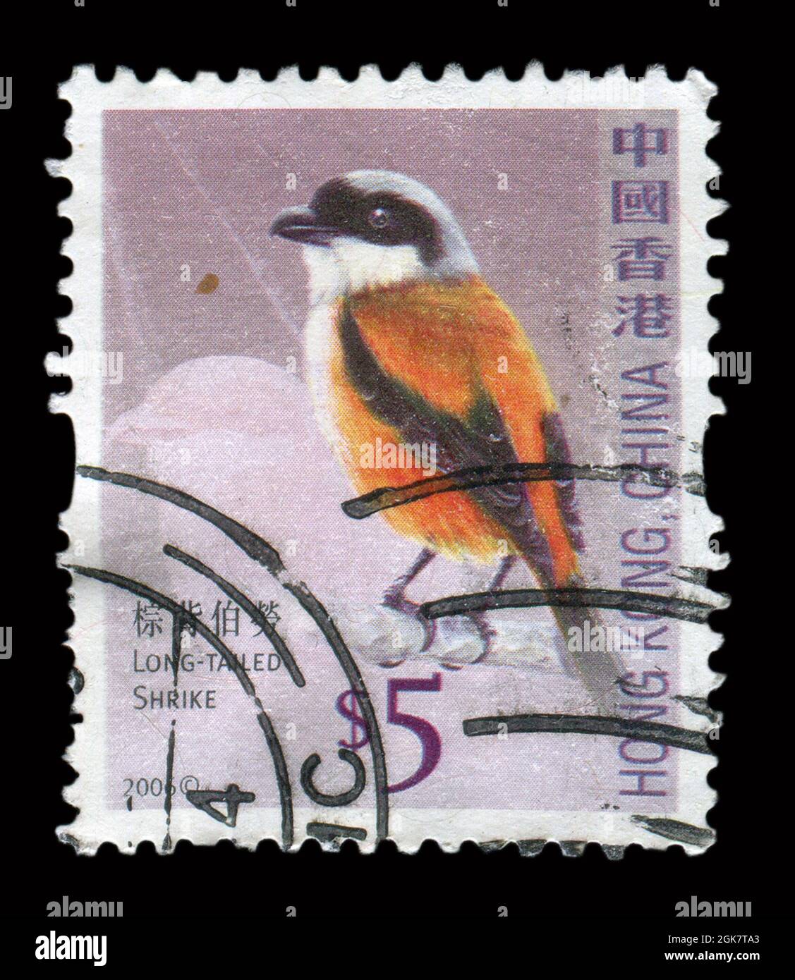 Die in HONGKONG, China, gedruckte Briefmarke zeigt das Bild des Langschwanzwürgers, um 2006. Stockfoto