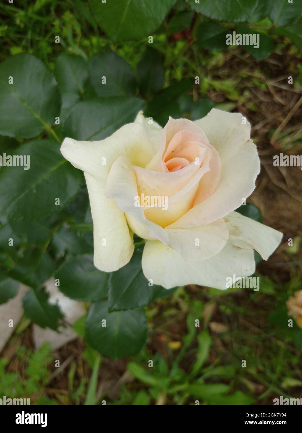 Zarte, leichte Rosenblüte der Sorte Schneewalzer Stockfoto