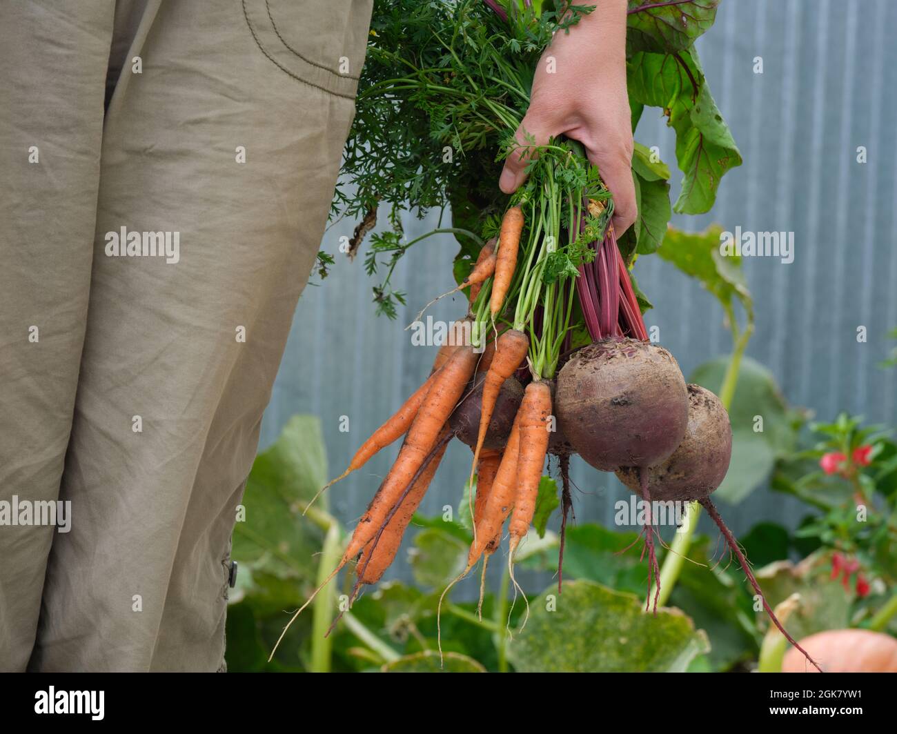 Eine Frau hält frische Bio-Rüben und Karotten in der Hand. Nahaufnahme. Stockfoto