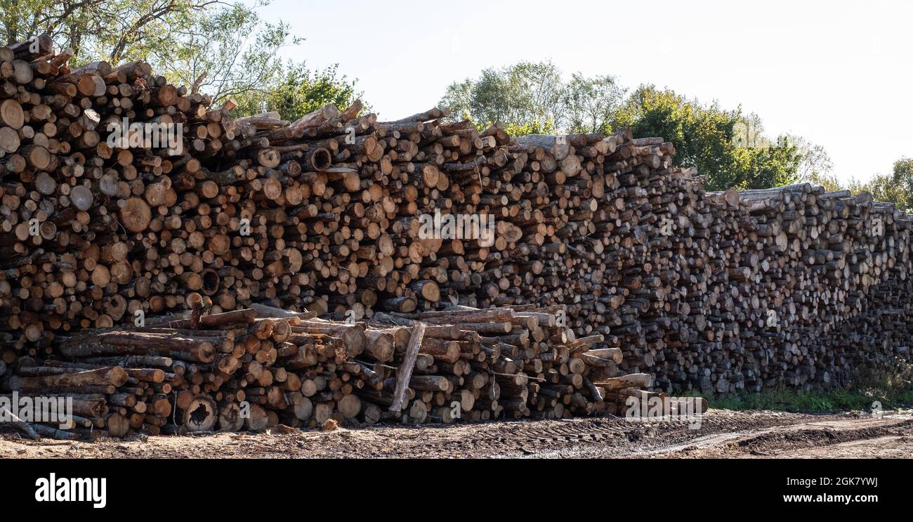 Schnittholz, Brennholz. Holzstämme in einem riesigen Stapel Stockfoto