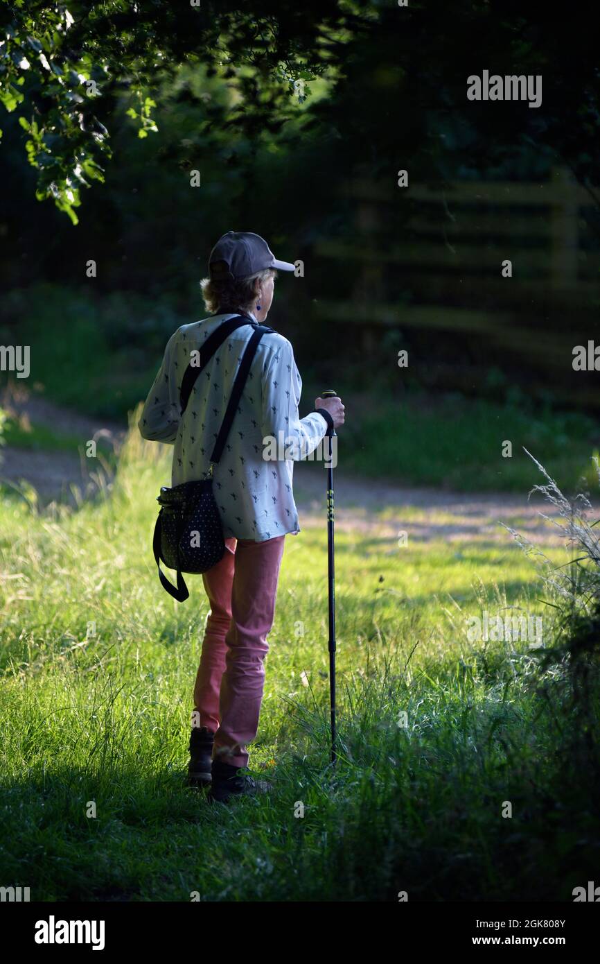 Einstehende ältere Frau, die mit Wanderstock in Waldlichtung surlingham norfolk england steht Stockfoto