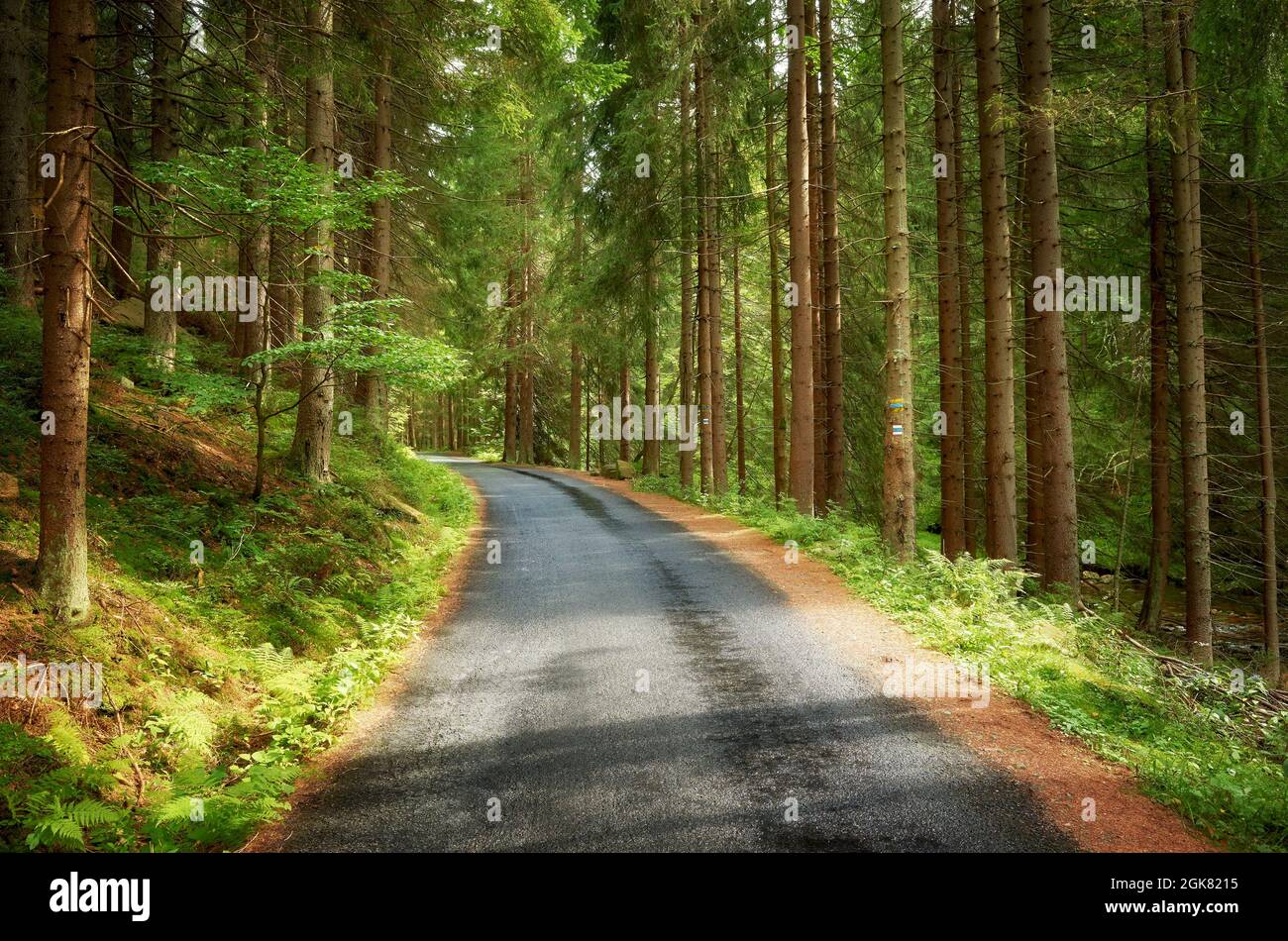 Nasse Asphaltstraße im Wald, Karkonosze-Gebirge in der Region Liberec, Tschechische Republik. Stockfoto