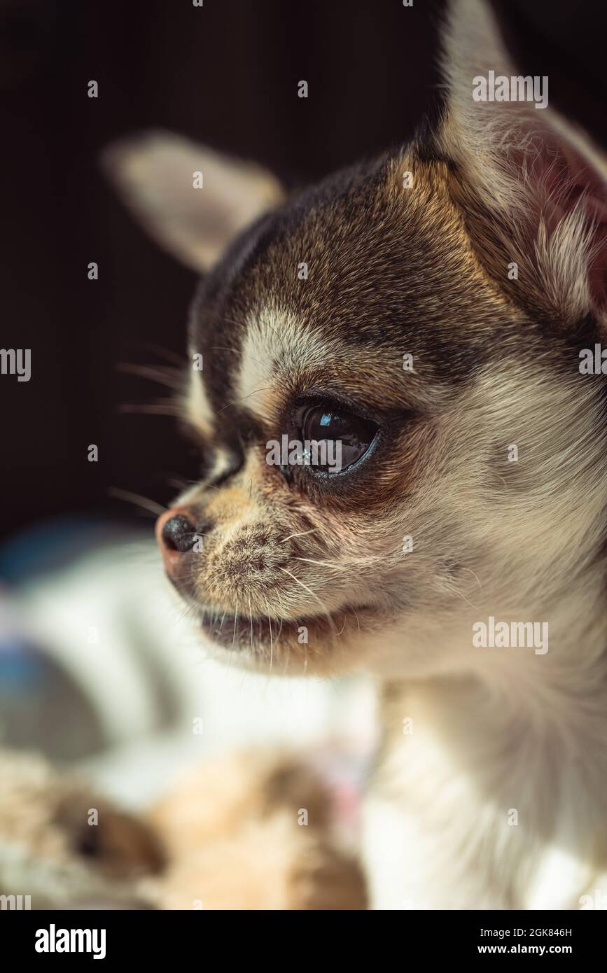 Chiwawa Chihuahua Hundewelpe Stockfoto