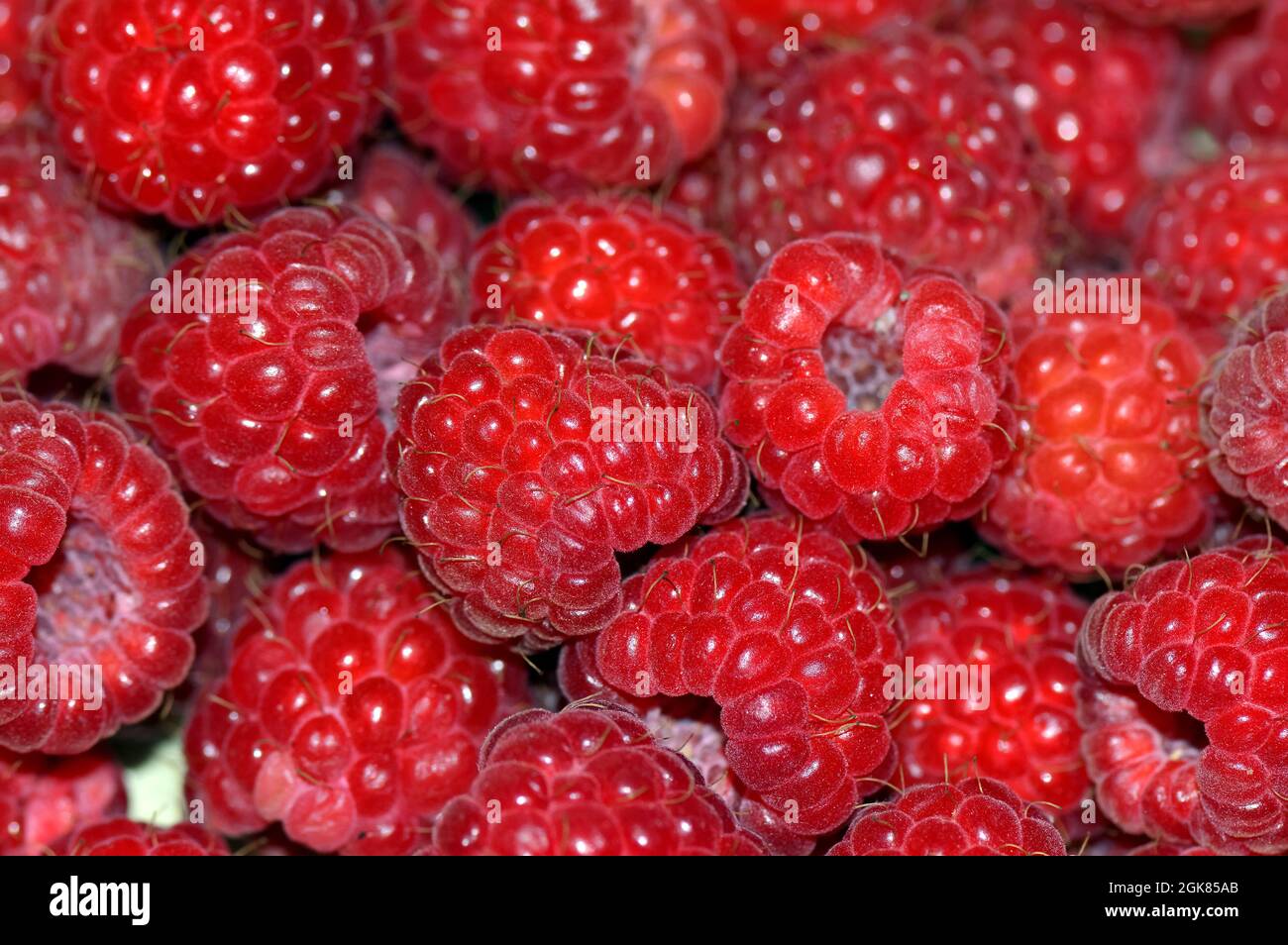 Himbeere, Himbeere, Rubus idaeus, málna, Ungarn, Magyarország, Europa Stockfoto