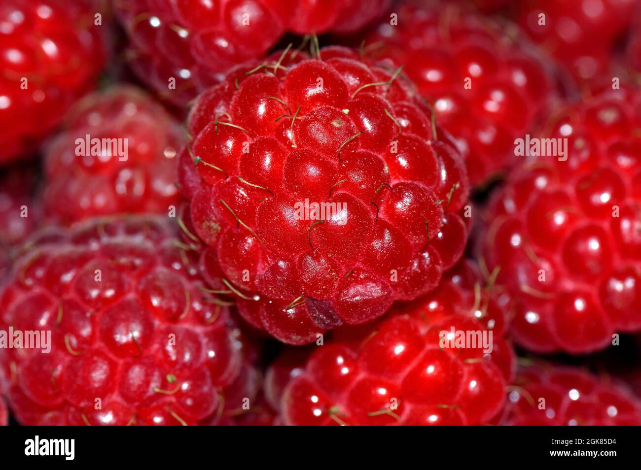 Himbeere, Himbeere, Rubus idaeus, málna, Ungarn, Magyarország, Europa Stockfoto