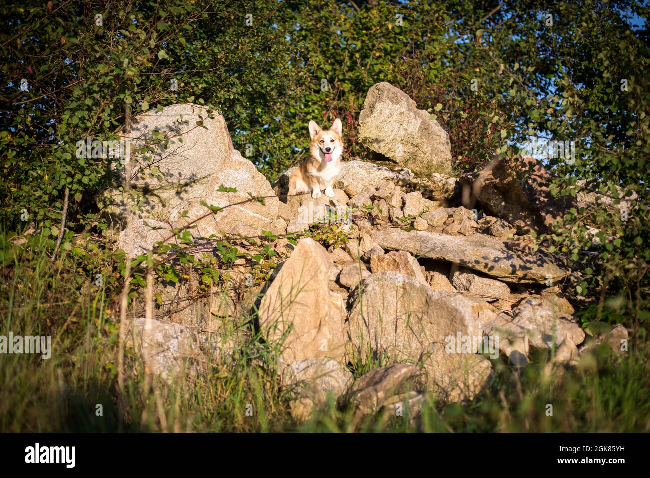 Welsh Corgi Pembroke auf einem Steinhaufen Stockfoto