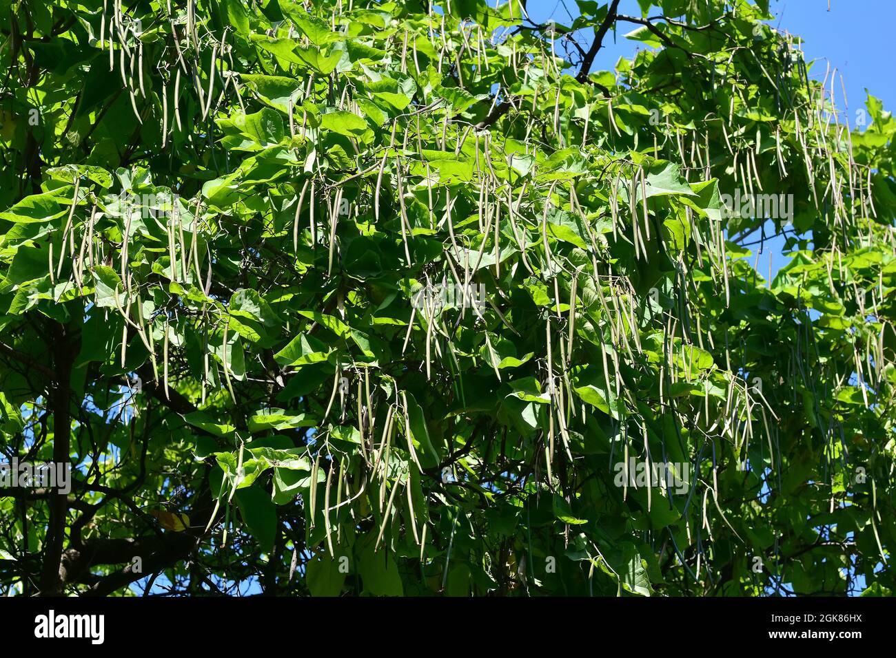 Südlicher Catalpa, Zigarrenkranz und Indischer Bohnenbaum, gewöhnlicher Trompetenbaum, Catalpa bignonioides, szívlevelű szivarfa, Ungarn, Europa Stockfoto