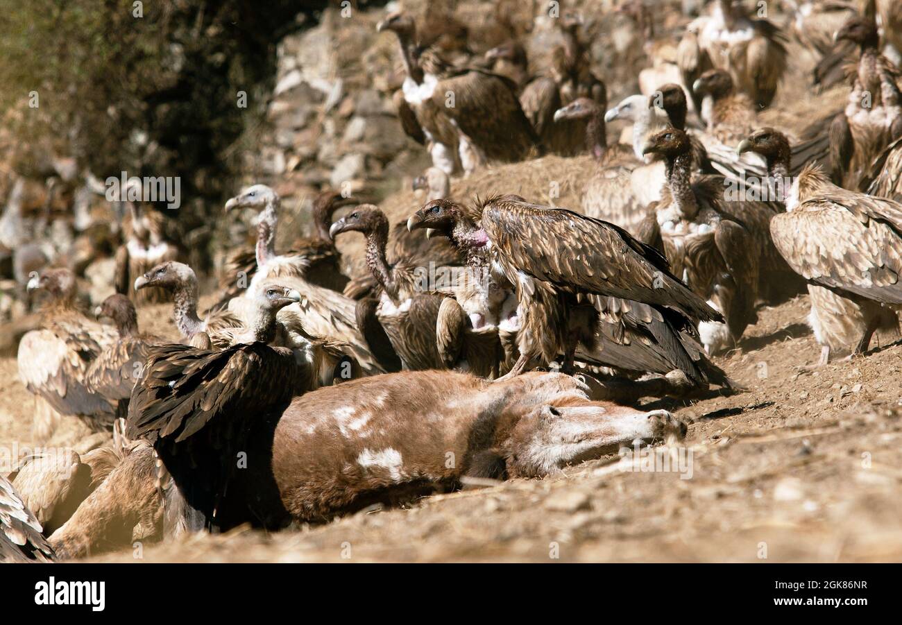 Geier der alten Welt auf Pferdeaas Stockfoto
