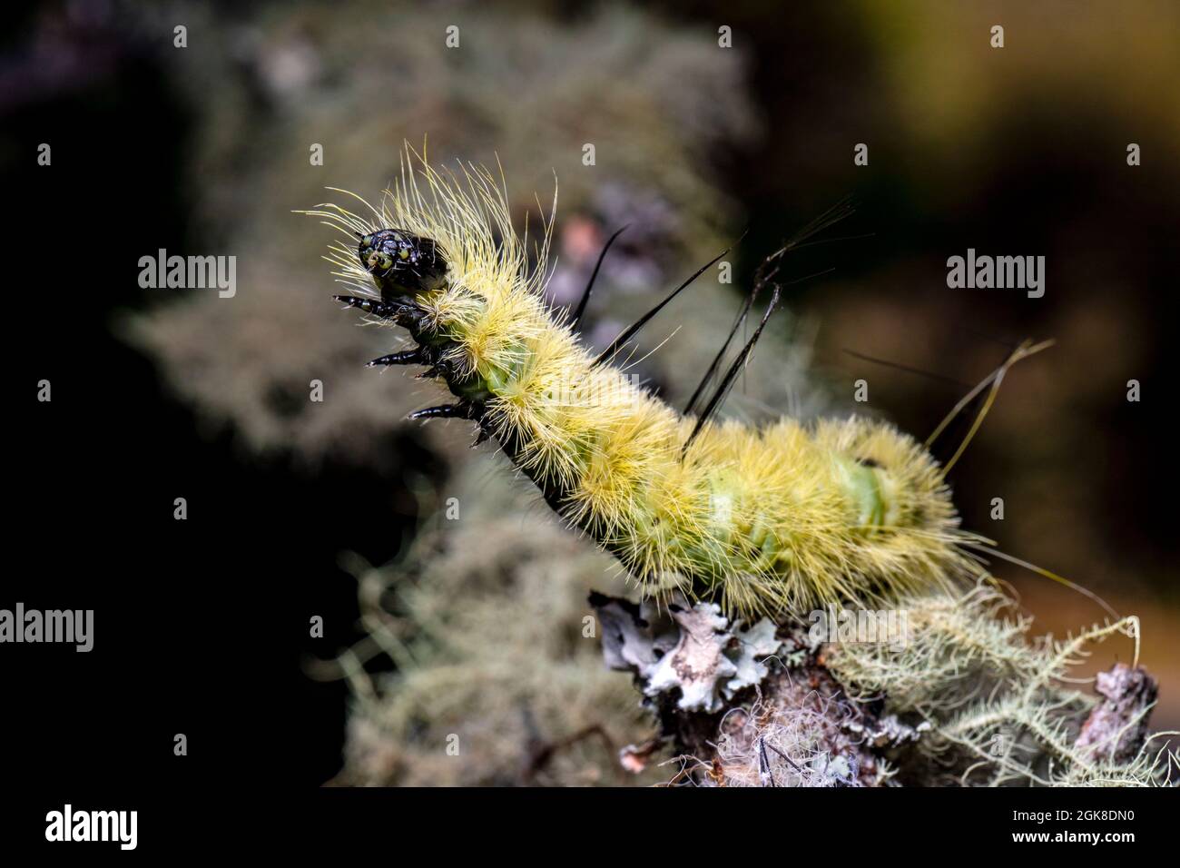 American Dagger Moth Caterpillar (Acronicta americana) - Brevard, North Carolina, USA Stockfoto