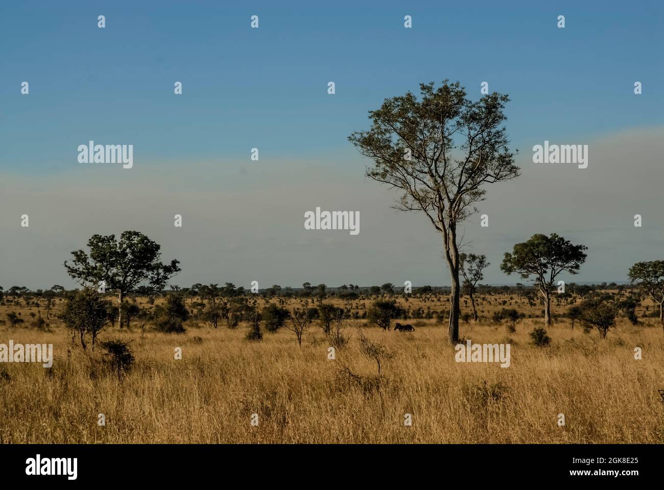 Afrikanische Savanne Umwelt, Kruger Nationalpark, Südafrika. Stockfoto