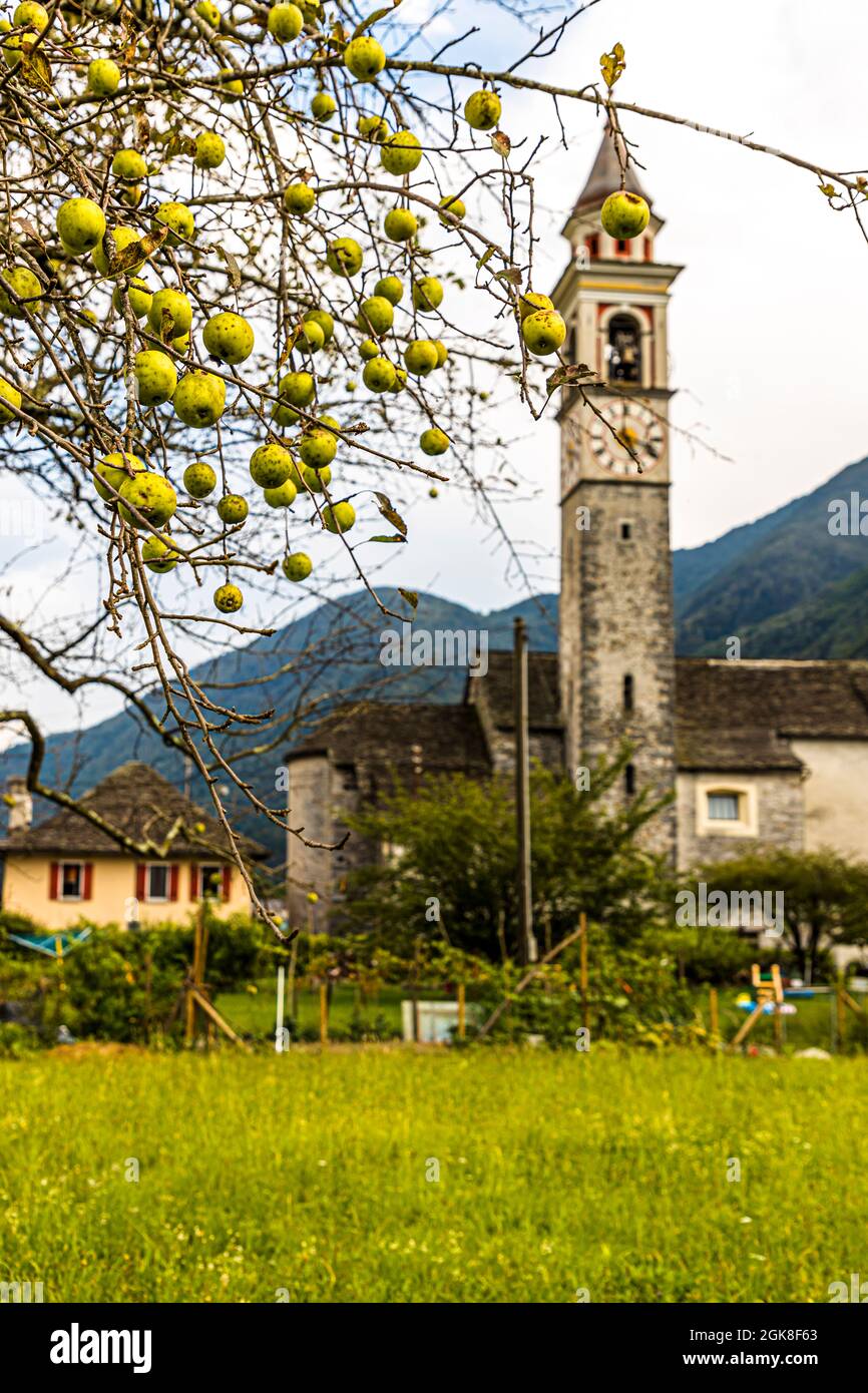 Apfelbaum vor der Dorfkirche Chiesa della Beata Vergine Assunta von Moghegno, Circolo della Maggia, Schweiz Stockfoto